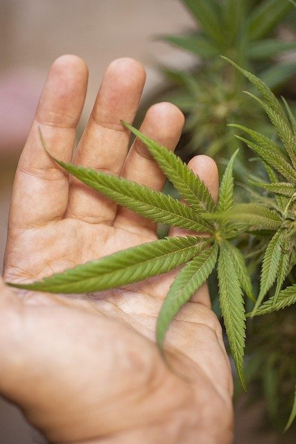 Avis sur Weed Side Story : qualité et service rapide